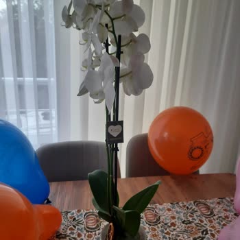 Yanlış Renk Orkide Ve Müşteri Hizmetleri Sorunu