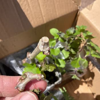 Özensiz Paketleme Ve İletişim Sorunları