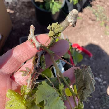 Özensiz Paketleme Ve İletişim Sorunları