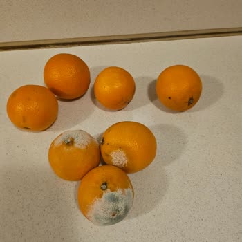 Siparişimdeki Küflü Portakallar Hayal Kırıklığı Yarattı