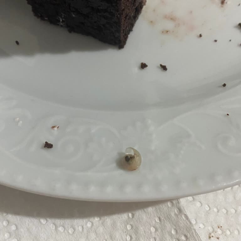 Doğum Günü Pastasında Salyangoz Şoku