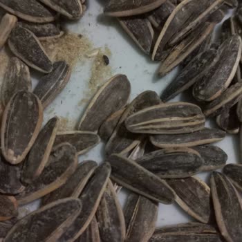 Tarım Kredi'den Aldığımız Çekirdekte Böcek Şoku