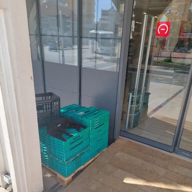 Kediler Ve Hijyen Sorunu: Kaldırıma Reyon Koymayın