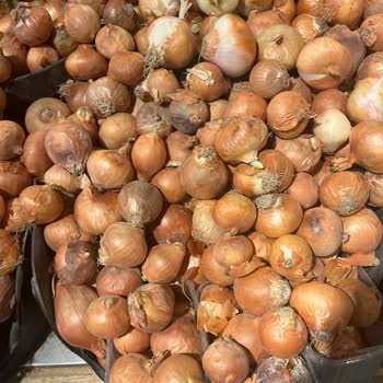 Çürümüş Soğanlar Ve Ticaret Adabı Sorunu