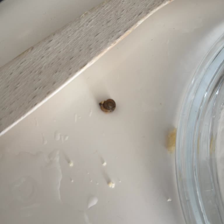 Bizim Vatan Garnitürde Şok Edici Sürpriz: Salyangoz!