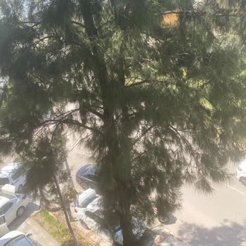 Tehlike Arz Eden Ağaç İçin Acil Müdahale Talebi