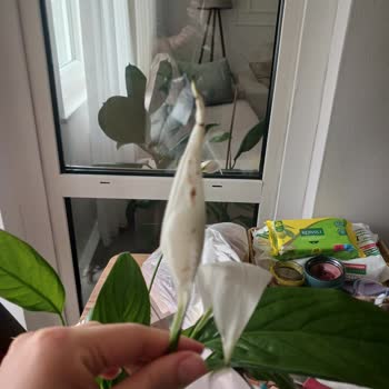 Solmuş Çiçekler Ve İade Sorunu