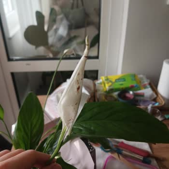 Solmuş Çiçekler Ve İade Sorunu