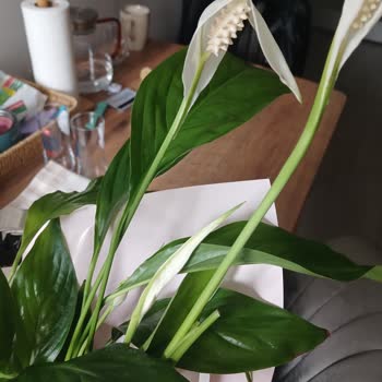 Solmuş Çiçekler Ve İade Sorunu