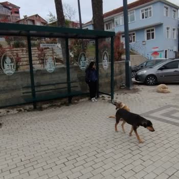 Mahalledeki Başıboş Köpekler Güvenlik Sorunu Yaratıyor