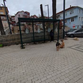 Mahalledeki Başıboş Köpekler Güvenlik Sorunu Yaratıyor