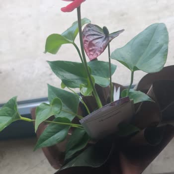 Çiçek Sepeti Yanıltıcı Çiçek Teslimatı!