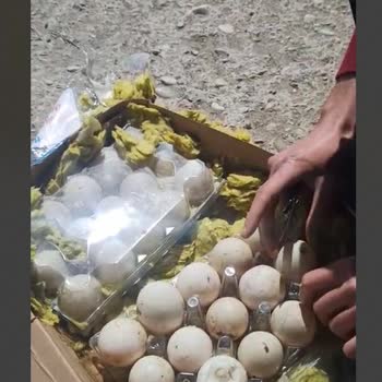 Kırık Yumurtalar Ve PTT'nin İlgisizliği
