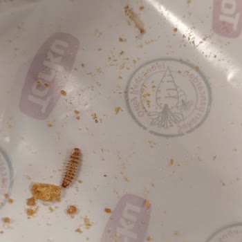 Torku Bisküvi Paketinde Kurt Şoku!