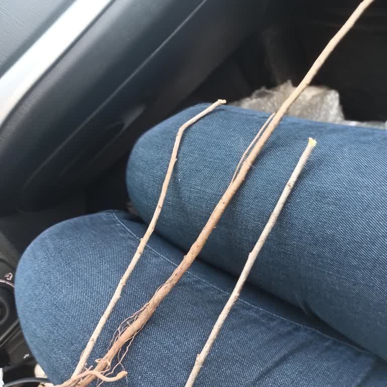 Fidancı Yurdu Hayal Kırıklığı Yaratan Fidan Siparişi!