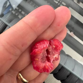 Dondurulmuş Frambuazda Kurt Şoku