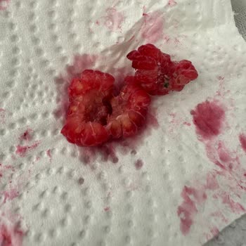 Dondurulmuş Frambuazda Kurt Şoku