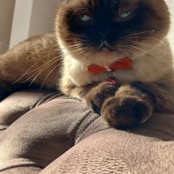 Üyelik Kodu Gelmiyor!