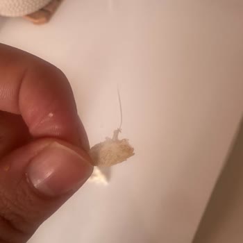 BİM Hijyen Sorunu: Burger Ekmeğinde Kıl Çıktı