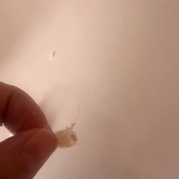 BİM Hijyen Sorunu: Burger Ekmeğinde Kıl Çıktı