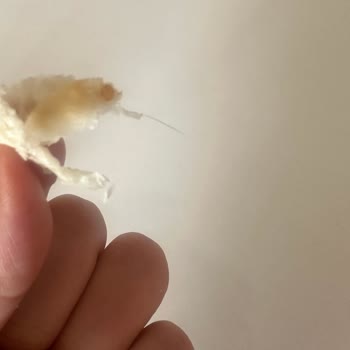 BİM Hijyen Sorunu: Burger Ekmeğinde Kıl Çıktı