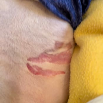 Dr. Pets Veteriner Kliniği Yaşanan İhmalkarlık Ve Sonuçları