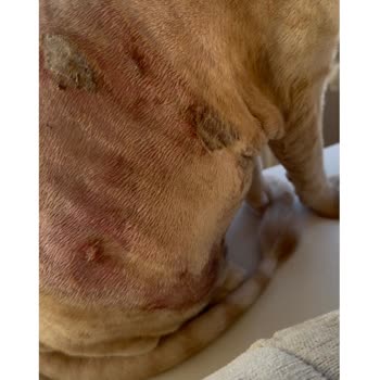 Dr. Pets Veteriner Kliniği Yaşanan İhmalkarlık Ve Sonuçları