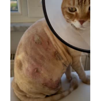 Dr. Pets Veteriner Kliniği Yaşanan İhmalkarlık Ve Sonuçları