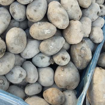 A101'de Çürük Patates Sorunu