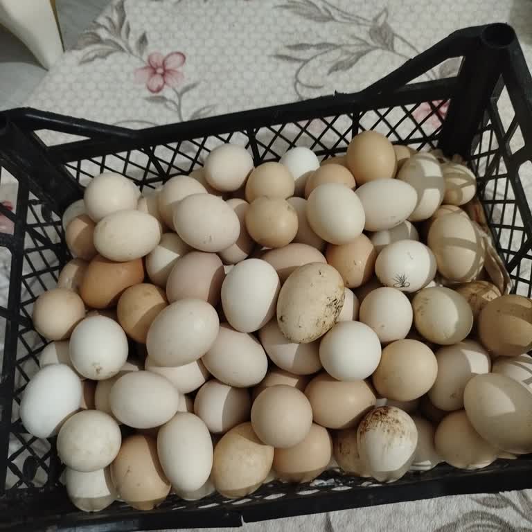 Kuluçka Makinesi Hayal Kırıklığı Yarattı