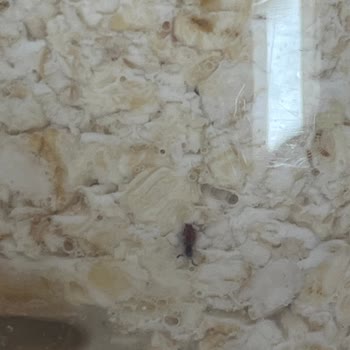 Lifalif Yulaf Ezmesinde Tekrarlayan Böcek Sorunu