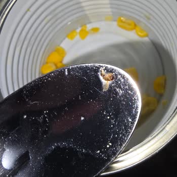 Tukaş Konserve Mısırdan Böcek Çıkması