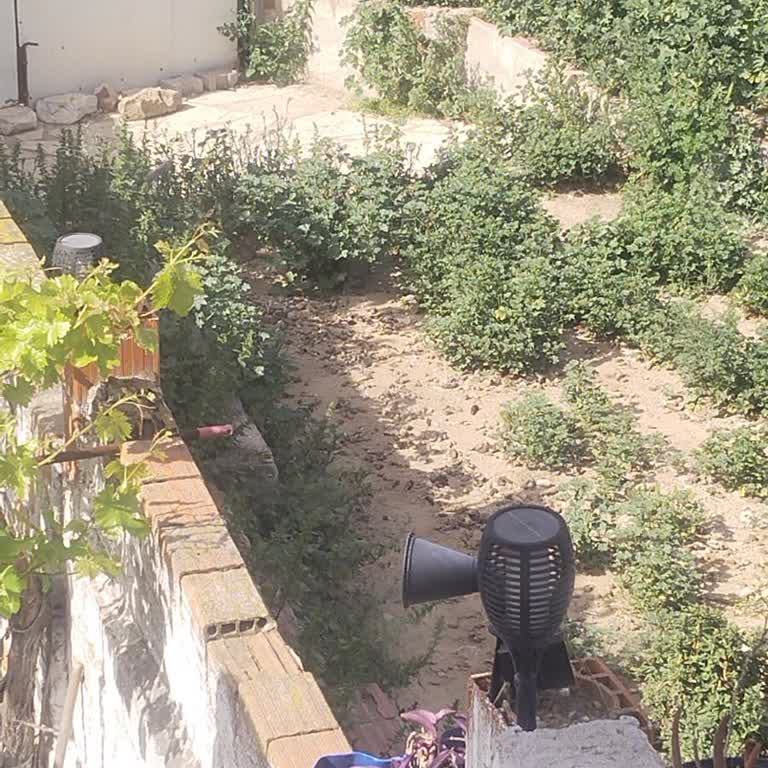 Şehir İçinde Köpek Yetiştiriciliği: Rahatsızlık Ve Çözüm Beklentisi