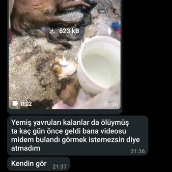 Yanlış Cinsiyet Ve Yaşta Köpek Sahiplenme Sorunu