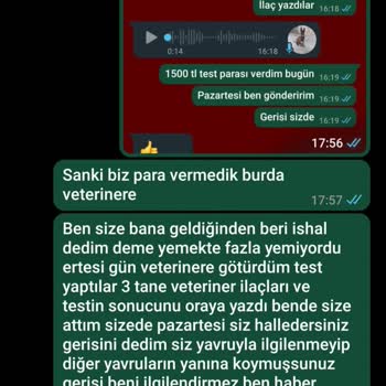 Yanlış Cinsiyet Ve Yaşta Köpek Sahiplenme Sorunu