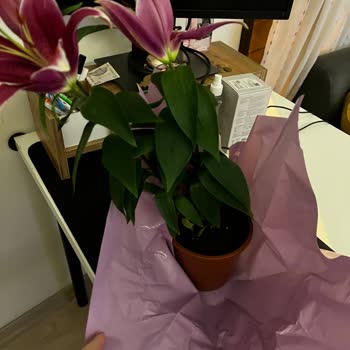 Çiçek Siparişimde Yaşadığım Hayal Kırıklığı