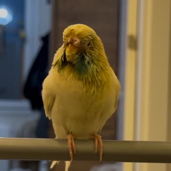 Patikaya Veteriner Kliniği Veterinerin İhmali Kuşumun Ölümüne Sebep Oldu