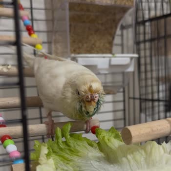 Patikaya Veteriner Kliniği Veterinerin İhmali Kuşumun Ölümüne Sebep Oldu