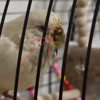 Patikaya Veteriner Kliniği Veterinerin İhmali Kuşumun Ölümüne Sebep Oldu