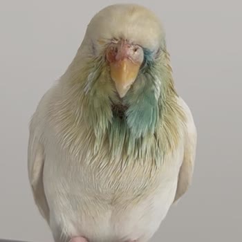 Patikaya Veteriner Kliniği Veterinerin İhmali Kuşumun Ölümüne Sebep Oldu