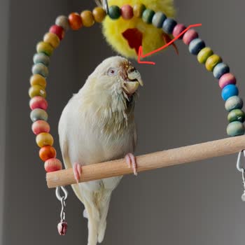 Patikaya Veteriner Kliniği Veterinerin İhmali Kuşumun Ölümüne Sebep Oldu