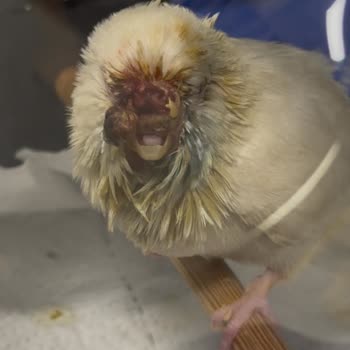 Patikaya Veteriner Kliniği Veterinerin İhmali Kuşumun Ölümüne Sebep Oldu