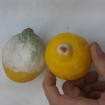 Küflü Ürünler Ve İade Sorunu