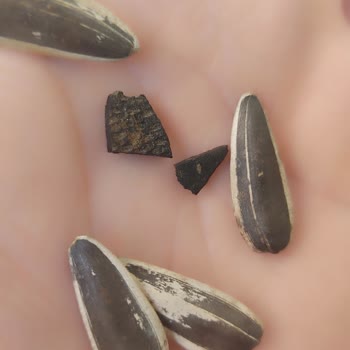 Çekirdek Paketinden Çıkan Plastik Tehlikesi