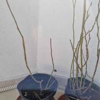 Alz Garden Yanıltıcı Ürün Teslimatı ve Hayal Kırıklığı