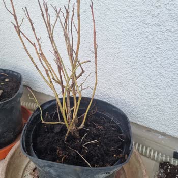 Alz Garden Yanıltıcı Ürün Teslimatı ve Hayal Kırıklığı