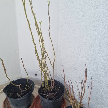 Alz Garden Yanıltıcı Ürün Teslimatı ve Hayal Kırıklığı