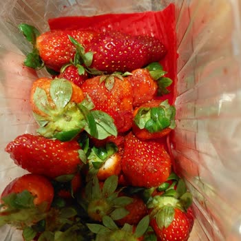Migros Hemen Siparişimde Ezilmiş ve Çürük Çilekler