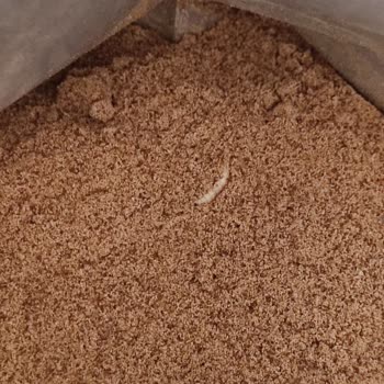 Osmanlı Dibek Kahvesinde Ölü Kurt Şoku