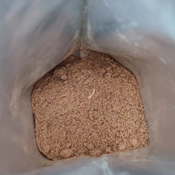 Osmanlı Dibek Kahvesinde Ölü Kurt Şoku